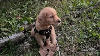 Red Golden Retriever 8 Week Old Puppy Zoey 🐶 - Introduction & Training Exercise