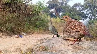 Trending Now titeer female voice partridge hunting grey francolin voice The great teetar awaaz 
