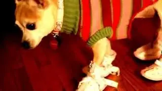A Chihuahua's hilarious early Christmas gift! (very funny)
