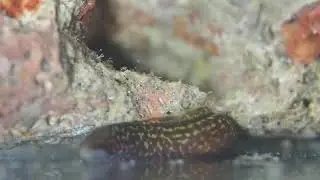 reticulate moray baby May 28, 2021 P5281939