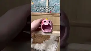 Обустраиваю клетку для хомяков 😊 #шорты #питомцы