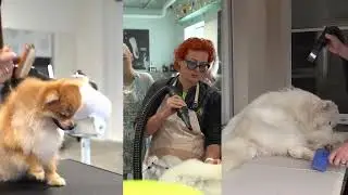 Efficient Pet's Coat Drying and Untangling | Tauro Pro Line Dryer plus Ion Technology