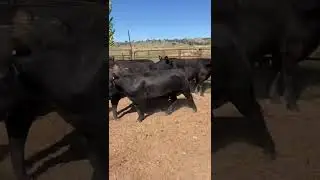 JA McDonald heifers