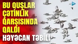 Xəzər dənizi ilə bağlı HƏYƏCAN TƏBİLİ: Bu quşlar üçün çətinlik yarandı