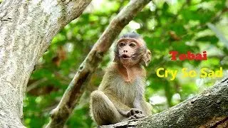Baby Tobai Cries Call Mom Toma Back, Why Mom No Answer Me? Tobai So Sleepy, Toma Missing In Forest