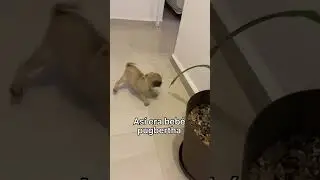 Beb&eacute; pugbertha 🐾🐶💕 #itspugbertha #pugs #mascotasmexico #mascotas #pets #perros