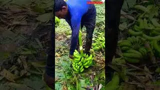 JFC_AHMEDABAD | Premium_Quality_Bananas_Packing #केला #Banan #Ban #Banany #Pisangya #G9_Bananas