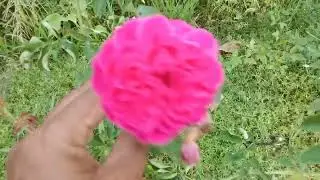 Petani bungga mawar lokal