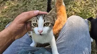 When you enter the cat area, cats compete to jump on your lap.