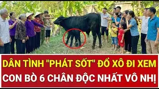 Dân tình 