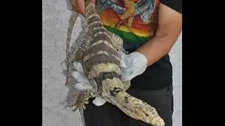Rare Sulfur Water Monitor