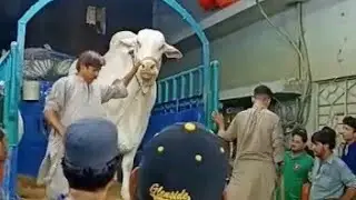Heavy cows unloading | cow Qurbani 2020