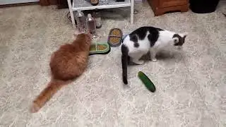 Funny cats scared of cucumbers 😂 cat vs cucumber compilation Gatos VS pepinos