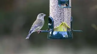 Female Greenfinch feeding on sunflower hearts