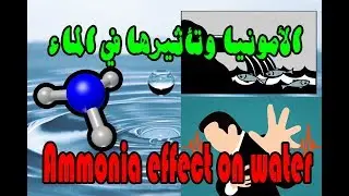 الامونيا I  والسمك وتأثيرها في الماء والأمونيوم Ammonia I fish  effect on water and ammonium
