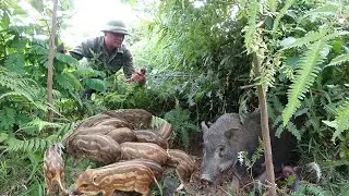 Searching for wild boar breeding stock, caring for and feeding sows, farm life.