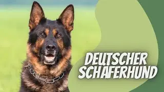 Deutscher Schäferhund  -  Video Rasseportrait