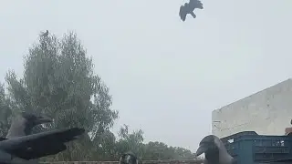 Crow funny video🐦&zwj;⬛#funny #crow #animals #village #viral #trending #tiktok #youtube #video 