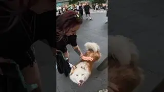 Interactions with my dog!! #youtubeshorts #shorts #liverpool #fans #husky #fame #puppy #gopro #fyp