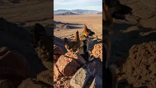 Desert rock climbing #DreamScreenAI #germanshepherd #chicken #desert #rockclimbing