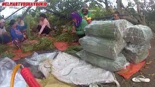 October 16, 2025 farm gate price (sanguitan market) SITAW AT PIPINO
