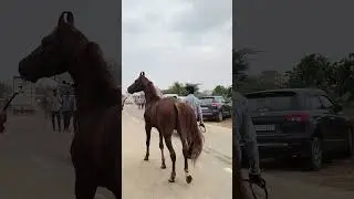 #horse#shortvideo#pushkar#mela#2025#horse#life#my#youtube#channel#please#subscribe#horse#rider🐎🐎🐴🐴🐎🐎