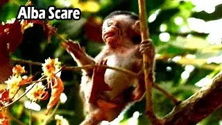 Emotional Scare Poor Baby Alba Cries Scare Cos Her Try Drag Her Tail | Alba Need Anna Warm
