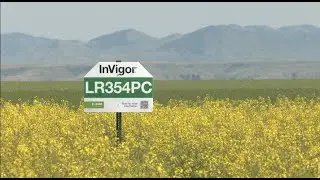 New Canola Variety Targets Heat Stress