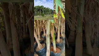 Foxtail Palm Tree