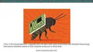 Scientists Are Building Cyborg Cockroaches To Create The Worlds Smallest Search And Rescue