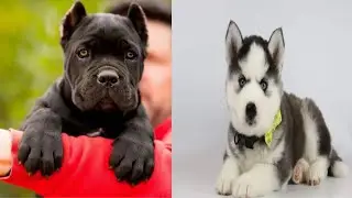 Dogs available for new home | All breed's available