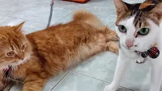 🔴Live.5/68 เล่นกับน้องเหมียว #catlove. #live