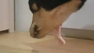 Mon chien mange une cuisse de poulet cru