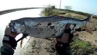 ✅Camurupin tarpon foi pro &oacute;leo, n&atilde;o foi no estilingue mas o frito foi garantido😋
