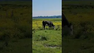 #Herdla #norway #farmlife #farm #newvlog #linkinbio #ask&oslash;y👇 