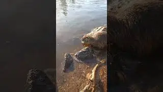 Feeding nutria