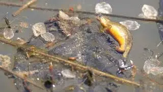 Carpathian newts Lissotriton montandoni breeding, Poland (Palearctic Realm)