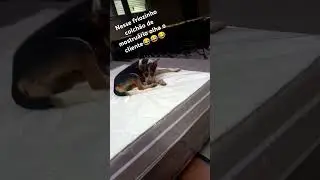 Colch&atilde;o bom pra cachorro😂😂