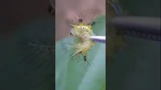 The Most Horrifying Stinging Caterpillars