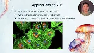 Bioluminescence in Crystal Jellies Aequorea victoria & Applications of GFP
