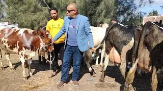 اسعار العجلات العشاري خليط سمنتال وخليط هولشتاين مع المهندس علاء البعل