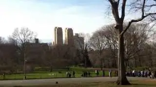 Poorman's Adventure In Central Park New York. Part 4. The Elm Tree.
