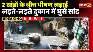 Mandla News: Fierce fight between two bulls | Bull enters shop causing chaos | Watch
