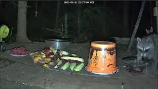 Raccoon fishing | #wildlifecam on #Twitch
