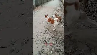 Funny Street Dog Fight 😂 #shorts  #viralshorts #dogfunnyreaction #dogfunnymoment #ytshorts