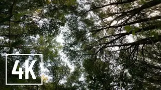 Forest Canopy in the Summertime With Cicadas Sounds | 4K Nature Stills