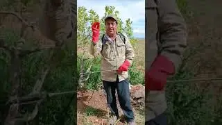 Antep fıstığı Dalına kadar tutmuş her yıl çok olmasını Nedenini ORHAN USTA paylaştı