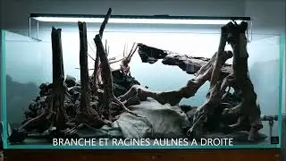 Aquascaping Forest Scape Part 1