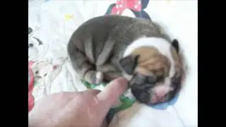 scratching reflex