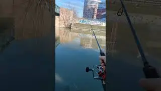 Spinning a Ferrara...#fishing #fulltimerpesca